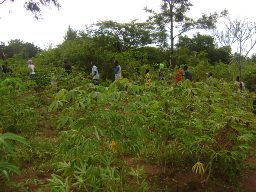 Community members tending a lush cassava garden together